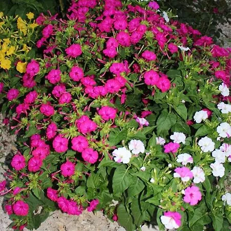 Elegant In With 40 M² Terrace Apartamento Dubrovnik