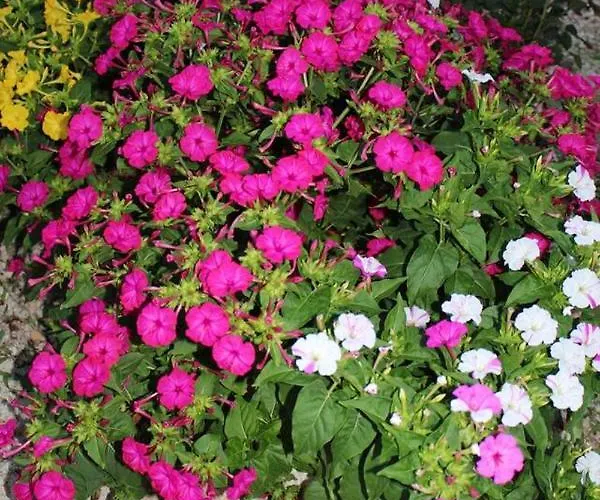 Elegant In With 40 M² Terrace Apartmán Dubrovník